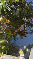 Wildlife viewing documented at Kiryat Bialik facility