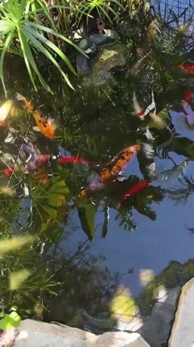 Wildlife viewing documented at Kiryat Bialik facility