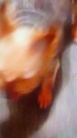 The video shows a small, light-brown dog, possibly a terrier, looking directly at the camera. The dog barks. The background is blurred and appears to be a textured surface.