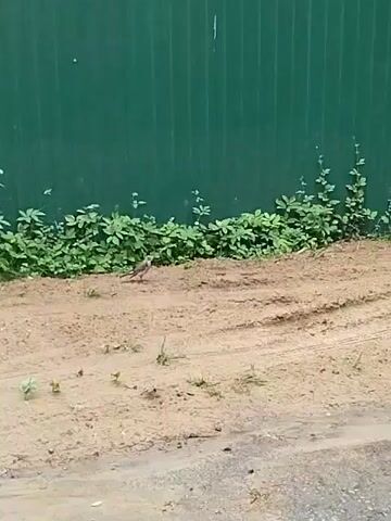 A small brown bird stands on a patch of sandy dirt next to a green metal fence. Green vegetation grows along the base of the fence. The dirt has tire tracks and a few small green sprouts emerging from it.