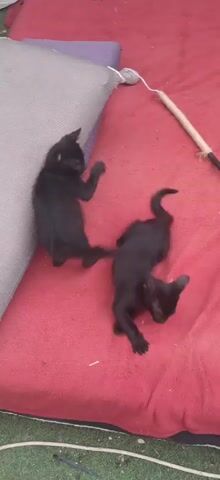 This video captures two black kittens playing with toys. In the first few seconds, one kitten is seen on a red surface, possibly a blanket or rug, with a gray object next to it. Another kitten is partially visible in the foreground, with its paws extended. The video then transitions to focus on a single black kitten interacting with two rope-like toys on the red surface. The kitten bats at and chews on the toys. The background appears to be outdoors, with hints of green grass.