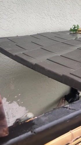 Person feeds frozen mouse to blue iguana in Cape Coral