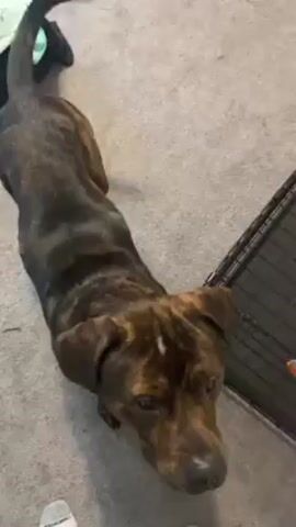 A medium-sized, dark brindle dog with a white chest and a docked tail is indoors on a gray carpet. The dog is sitting and wagging its tail. A person speaks to the dog and the dog stands on its hind legs.  A metal dog crate is visible in the background. There is a blanket or cloth with a pattern on it near the dog.