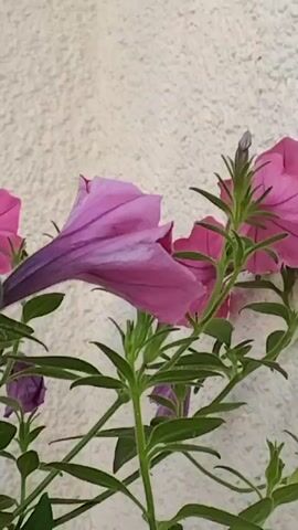 This video shows a close-up of several pink petunia flowers against a textured off-white background. The camera focuses on the intricate details of the petals, the dark center of the flowers, and the blue stamens. Green leaves and stems are visible, and in one shot, a red rope is seen supporting the plant. The lighting appears to be natural.