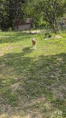 Dogs play and interact in outdoor recreational area