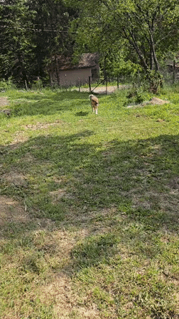 Dogs play and interact in outdoor recreational area