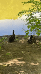 Couple enjoys early morning pond visit in Vladivostok park
