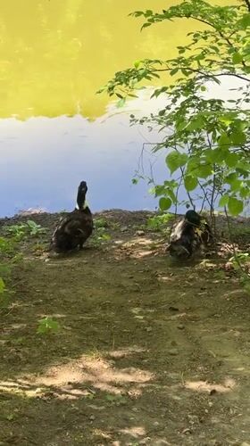 Couple enjoys early morning pond visit in Vladivostok park