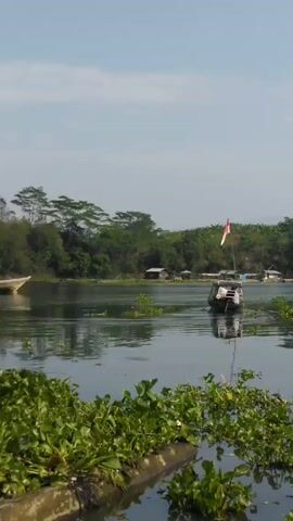 The video shows a wide, calm river under a bright sky. In the foreground, aquatic plants float near the camera. On the river, two small boats are visible, both apparently stationary. The boat closer to the right side of the frame has a small Indonesian flag on it. Trees line the distant shore.