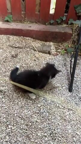 A small black and white tuxedo kitten plays on a gravel surface outdoors. The kitten bats at a black pole with its front paws, then focuses on a light-colored string on the ground. It pulls the string with its mouth and paws, vocalizes with a growl or meow, and shakes its head slightly while continuing to hold the string. A red fence or wall is visible in the background.