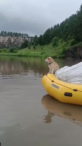 A light-colored dog is sitting on the edge of a yellow inflatable raft in calm water. The dog is facing to the left of the frame, looking out at the scenery. Behind the raft, there is a body of water that reflects the sky and the surrounding landscape. The background consists of a steep, rocky cliff face covered in greenery, with a dense forest of pine trees at the top. The sky is overcast and cloudy. The raft has some white material secured to it. The overall scene is natural and serene.