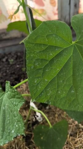 This media file shows a close-up, vertically oriented view of a cucumber plant with developing cucumbers and yellow flowers. The plant is growing in dark soil, possibly in a greenhouse or garden bed, given the presence of a wooden structure and what appears to be a white support strap for the plant. The lighting suggests it is daytime. There are several cucumbers in various stages of growth, with one prominent, ripe cucumber in the center of the frame. Its skin is dark green with small, spiky protrusions. Smaller, less developed cucumbers are also visible, some with tiny yellow flowers attached. The leaves of the plant are large, green, and textured, with some white speckling, possibly from dust or a mild fungal issue. In the background, a blurred patterned fabric is visible, suggesting the plant might be near a window or a decorated area. The overall impression is one of natural growth and cultivation. There is no visible text in the media file.