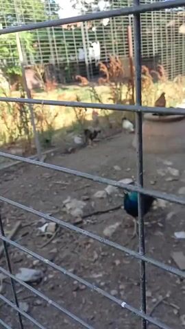 The video shows an outdoor enclosure with various birds, including chickens and ducks, walking around on the dirt ground. In the foreground, a metal fence is visible, partially obscuring the view of the enclosure. The enclosure appears to be a farm or a backyard with some sparse vegetation and a large clay pot in the background. Some of the birds are closer to the fence, allowing for a clearer view of their plumage and features. The lighting suggests it is daytime, possibly late afternoon. The birds are interacting with their environment, pecking at the ground and moving about.