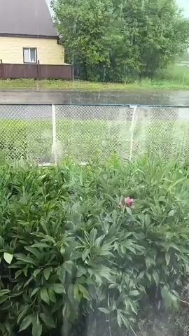 The video shows a view from a window during a rain shower. In the foreground, a dense bush of green leafy plants is visible, with a single pink flower bud among the leaves. A chain-link fence runs horizontally behind the plants. Beyond the fence, a paved surface, possibly a road, is wet and reflects the sky. To the left, a yellow house with a brown fence and a window can be seen. Trees with green foliage are situated behind the house and the paved surface, appearing somewhat blurred due to the rain and motion. The overall environment suggests an outdoor scene, likely a residential area, during inclement weather. The rain is evident as streaks of water falling across the frame, and the foliage is wet. There are no people visible in the video.