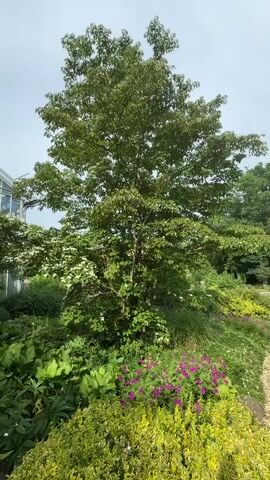 The video displays a garden scene with a medium-sized tree as the central focus. The tree has green foliage and appears to be in bloom with white flowers scattered throughout its branches. In front of the tree, there is a dense arrangement of green plants, including some with large leaves and others with smaller, more compact growth. In the lower right quadrant of the frame, a patch of vibrant pink flowers is visible, adding a splash of color to the scene. To the right of the flowers, a pathway made of cobblestones winds its way through the garden. The pathway is edged by low-lying yellow-green bushes. In the background, more trees and greenery are visible, and a hint of a building with glass windows can be seen on the far left. The sky is overcast, suggesting a cloudy day. The camera is stationary, capturing a static view of the garden.
