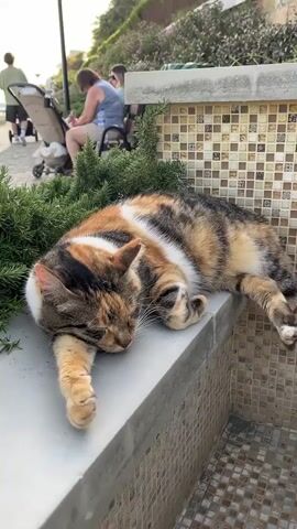 The video shows a tricolored cat sleeping on a stone wall near a beach. The cat is lying on its side, with its head resting on its paw.  A small green bush grows on the edge of the wall, behind the cat. The wall is covered with light and dark brown mosaic tiles.  In the background, people are sitting on a bench, and others are strolling along a walkway. The camera pans to show a sandy beach with palm trees and several beach umbrellas and lounge chairs.  The sky is blue.