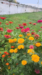 Gardens, houseplants, and a grounded helicopter in Oskemen
