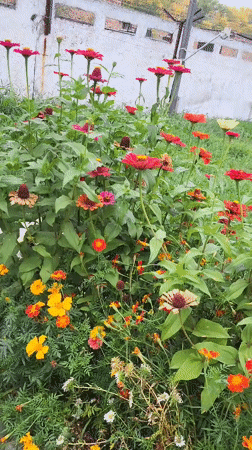 Gardens, houseplants, and a grounded helicopter in Oskemen