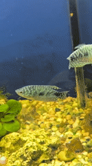 Inside a Klaipėda home: fish tanks, décor, and daily life