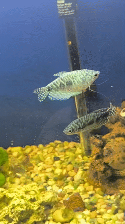 Inside a Klaipėda home: fish tanks, décor, and daily life