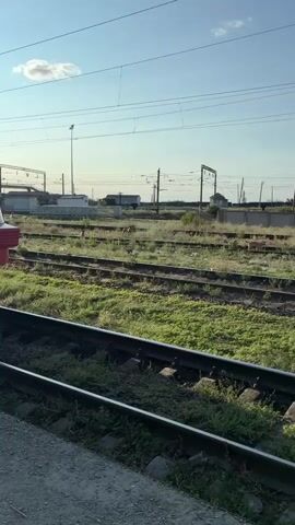 A close-up of a red train engine is shown at the bottom of the frame. Beyond the train, railroad tracks stretch into the distance, overgrown with grass. In the background, several stray dogs can be seen walking among the tracks. Various industrial structures and utility poles are visible in the background under a clear, light blue sky.