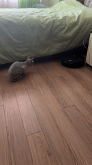 Hairless cat explores bedroom with robot vacuum in Reutov