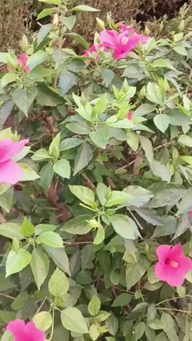 The video shows a close-up view of a flowering bush with bright pink hibiscus flowers and green leaves. The camera pans slightly, revealing more flowers and buds. The background is a bit blurry but appears to be more foliage and possibly a hedge. The lighting suggests it is daytime.