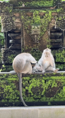 Tourists interact with monkeys at Ubud temples and forests