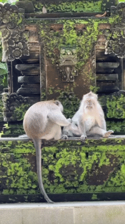 Tourists interact with monkeys at Ubud temples and forests