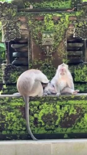 Tourists interact with monkeys at Ubud temples and forests