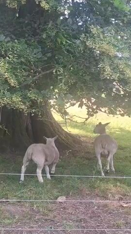 Two sheep are visible under the shade of a large tree. One sheep is facing away from the camera, and the other is facing towards the camera. The sheep are standing on a grassy area with a fence in the foreground. The camera then pans down to the ground, showing a paved surface with scattered leaves.