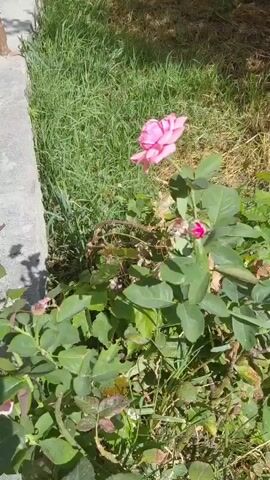 A pink rose is shown in a garden. The rose is in focus and its petals are visible. The background is blurred, but it appears to be grass and other plants. The sun is shining, creating shadows on the ground.