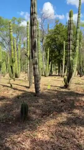 The camera pans through a field of tall, thin cactus plants under a blue sky with scattered clouds. The ground is covered with dry leaves and brown vegetation. In the distance, trees provide a backdrop. The camera moves past the cacti, revealing wooden stumps and a long, light-colored wooden table resting on wooden legs.