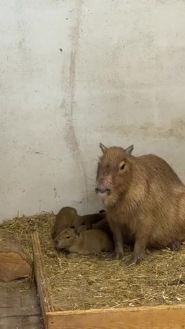 A capybara stands on a pile of hay to the right of the frame. Its fur is brown and it has a pinkish snout. To the left of the capybara, a group of smaller capybaras are huddled together on the hay. They are also brown. The capybara appears to be looking towards the viewer and its mouth is open. The background is a white, stained wall. There is a wooden enclosure with some wood visible in the lower left of the frame.