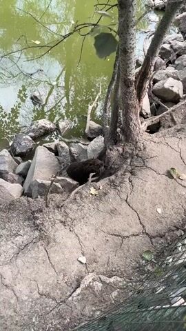 A medium shot shows a brown nutria emerging from a hole among rocks and tree roots near murky green water. The nutria has wet fur and a long tail. It moves on a cracked, dry earth surface, nudging a leaf with its nose.