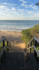 Dog walks down beach stairs in Bulli