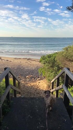 Dog walks down beach stairs in Bulli