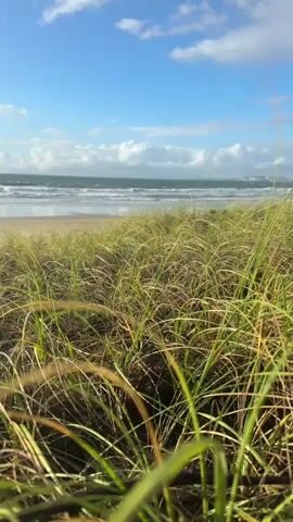 A close-up shot of tall grass with the ocean and sky in the background. The grass is green and swaying gently in the wind. The ocean is a deep blue with waves crashing on the shore. The sky is a clear blue with a few white clouds. The sun is shining, casting a warm glow on the scene.