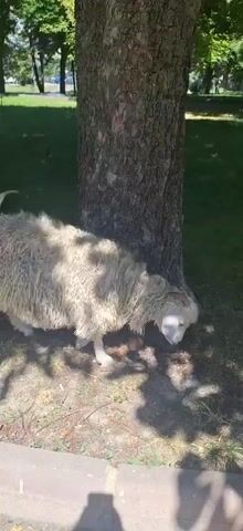 A sheep stands next to a tree and grazes on grass. The sheep has a bell around its neck. The ground around the tree is covered in dry leaves and dirt. The background shows a grassy area with trees and a paved walkway. Sunlight filters through the leaves of the trees, casting shadows on the ground.
