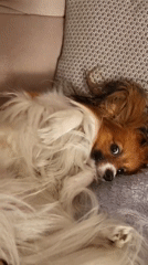 Dog owner films Papillon relaxing on couch in Budva