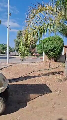 A short video shows a sunny outdoor scene. In the foreground, a portion of a light-colored vehicle, possibly a golf cart, is visible on the left side, with its wheel and part of its body. The ground is covered in dirt and sand, with shadows cast by palm fronds and a white pole with a camera. Several palm trees are prominent in the frame, with their fronds swaying gently. In the mid-ground, there is a paved area that appears to be a road or pathway, with a red and white striped curb. A small, reddish-brown vehicle is visible further down the paved area. Behind the paved area, there are green bushes and trees, and a building with a beige wall. The sky is blue with scattered white clouds. The overall impression is a well-lit, possibly warm, outdoor environment with vegetation and infrastructure.