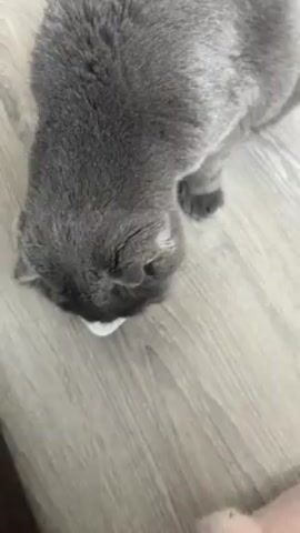 A close-up, top-down shot shows a gray cat eating from a small, white plastic container on a light gray wooden floor. The cat is positioned with its head down in the container, presumably eating the contents. Some residue is visible in the container. Audio of speech plays in the background, possibly from a video or television.