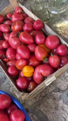 A close-up shot shows a collection of fresh, ripe tomatoes. The tomatoes are predominantly red, with some appearing to be a deeper crimson and others a brighter, more vibrant red. A few tomatoes display variations in shape, with some being round and plump, while others are more elongated or irregular. A single orange tomato is visible amongst the red ones, adding a pop of contrasting color. The tomatoes are contained within a wooden crate, which appears worn, suggesting it may be used for harvesting or storage. The crate is filled to the brim, with some tomatoes spilling over the sides. In the foreground, a blue plastic basin also holds a generous quantity of red tomatoes. The background is out of focus but suggests an outdoor setting, with glimpses of possibly glass jars and a stone or tiled surface. The lighting appears to be natural, casting a warm glow on the produce, hinting at a sunny environment.