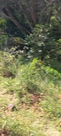 The video shows a view of a lush, green landscape, possibly a forest or park. The camera pans upwards, revealing a mix of dense foliage, trees, and a clear sky. The foreground is filled with shrubs and grassy areas, while the background shows taller trees and a more open grassy area. The branches of the trees are intertwining, creating a dense canopy. The lighting suggests it is daytime.