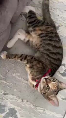 A close-up, downward-angle shot shows a brown tabby cat with a red collar lying on its back on a patterned rug, stretching its legs in the air and looking up. The cat has white paws and legs. A gray couch is partially visible in the upper left corner of the frame.