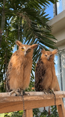 Two buffy fish owls perched outdoors in Kuta Selatan, Bali