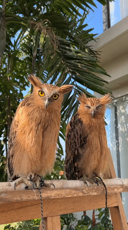Two buffy fish owls perched outdoors in Kuta Selatan, Bali