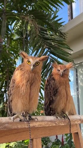Two buffy fish owls perched outdoors in Kuta Selatan, Bali
