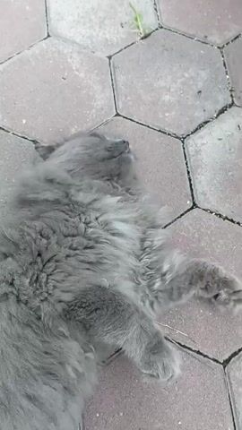 A long-haired gray cat lies on its back on a hexagonal paved surface. The cat's eyes are closed and its head is slightly tilted to the side. A hand is visible on the left side of the frame, stroking the cat's chest. The cat appears relaxed and comfortable. The background is an outdoor environment with scattered green foliage visible.