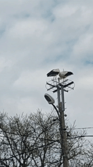 Storks, cats, and kitchen scenes captured in Saturday afternoon moments